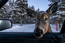 A white-tailed deer (Odocoileus virginianus), habituated after being fed by locals and tourists, sticks its head into the photographer&#39;s car in New Brunswick, Canada.
