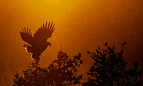 Golden Eagle adult (Aquila chrysaetos) silhouetted in tree after sunset, Kuusamo, Finland, January.