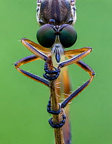 Striped Slender Robberfly (Leptogaster cylindrica) Ledston, Yorkshire, July. Focus stacked image.