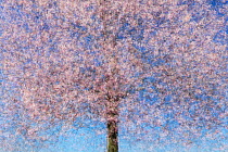 Multiple exposure of a cherry tree (Prunus sp) in blossom. Potsdam, Germany. April. Created using 10 exposures.