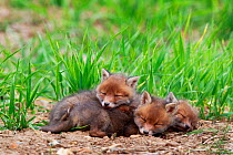 Red fox (Vulpes vulpes) cubs, three sleeping near den. Yonne, France. May.
