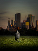 Australian magpie (Cracticus tibicen), on ground, with the Melbourne city skyline at sunset in the background. Princess Park, Carlton, Victoria, Australia. July. Editorial use only.