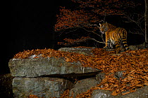 Siberian tiger (Panthera tigris altaica) at night, taken with remote camera in Land of the Leopard National Park, Far East Russia, November.Highly Commended in the Animal Portraits Category of the Wil...