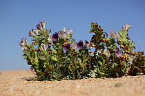 Henbane (Hyoscyamus gallagheri) in flower, Shelim, Oman, February