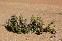 Henbane (Hyoscyamus gallagheri), in flower, Shelim, Oman, February