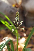 Leopoldia longipes in flower, As Sayh, Musandam, Oman, January