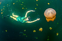 Snorkeller swimming with Stingless golden jellyfish (Mastigias sp.) in a landlocked marine lake in the middle of an island. Their golden colour comes from endosymbiotic algae, which provide nutrition...