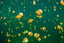 Aggregation of Stingless golden jellyfish (Mastigias sp.) in a landlocked marine lake in the middle of an island. Their golden colour comes from endosymbiotic algae, which provide nutrition for the me...