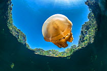 Stingless golden jellyfish (Mastigias sp.) in a landlocked marine lake in the middle of an island. Their golden colour comes from endosymbiotic algae, which provide nutrition for the medusae, as long...
