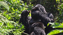 Two adult eastern highland gorilla (Gorilla beringei beringei) feeding and relaxing, Volcanoes National Park, Rwanda.