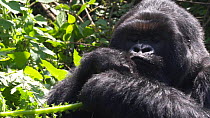 Silverback Eastern highland gorilla (Gorilla beringei beringei), feeding, Volcanoes National Park, Rwanda.