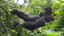 Female Eastern highland gorillas (Gorilla beringei beringei), feeding, Volcanoes National Park, Rwanda.