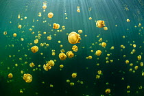 Aggregation of stingless golden jellyfish (Mastigias sp.) in a landlocked marine lake in the middle of an island. Their golden colour comes from endosymbiotic algae, which provide nutrition for the me...