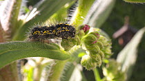 Track left to reveal Scarlet tiger moth (Callimorpha dominula) caterpillar feeding on flower buds of Echium, Bristol, UK, April.