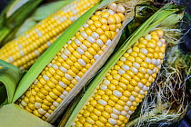 Bicolour corn (Zea mays) aka Maize &#39;Sugar and Butter&#39; variety, Massachusetts, USA June