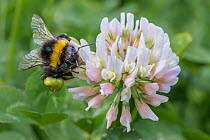 Buff-Tailed bumblebee worker (Bombus terrestris), feeding on Clover (Trifolium sp.) with full pollen baskets, Monmouthshire, Wales, UK