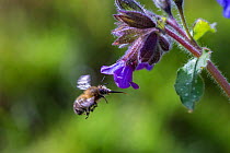 Hairy-footed flower bee (Anthophora plumipes), in flight, visiting Lungwort (Pulmonaria officinalis), Monmouthshire, Wales UK, April