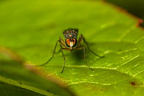 Long-legged Fly (Dolichopus plumipes), Monmouthshire, Wales, UK, Aug