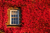 Virginia creeper vine (Parthenocissus quinquefolia) growing over house wall, round window, Monmouthshire, Wales, UK, October.
