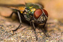 Greenbottle fly (Lucilia sericata), Monmouthshire, Wales, UK, February.