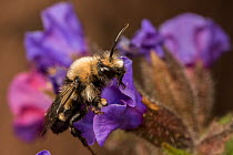 Mourning bee (Melecta albifrons) a kleptoparasite of the Hairy-footed flower bee (Anthophora plumipes), visiting Lungwort (Pulmonaria officinalis), native pollinator, Monmouthshire, Wales, UK, wild po...