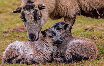 Black Welsh Badger-faced mountain sheep, ewe and lambs Monmouthshire, Wales, UK, March