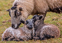 Black Welsh Badger-faced Mountain Sheep, ewe and lambs, Monmouthshire, Wales, UK, March