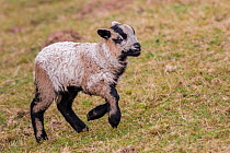 Black Welsh Badger-faced Mountain Sheep, lamb running, Monmouthshire, Wales, UK, March