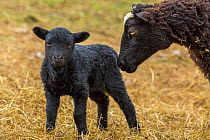 Black Welsh badger-faced mountain sheep, ewe and lamb, Monmouthshire, Wales, UK, March
