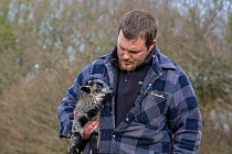 Young farmer holding Black welsh badger-faced mountain sheep lamb. Monmouthshire, Wales, UK, March