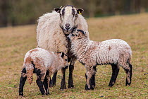 Black Welsh badger-faced mountain sheep, female with lambs, Monmouthshire, Wales, UK, March