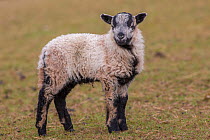 Black Welsh badger-faced mountain sheep, lamb, Monmouthshire, Wales, UK, March