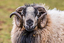 Black Welsh badger-faced mountain sheep, ram, Monmouthshire, Wales, UK, March