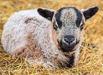 Black Welsh badger-faced mountain sheep, lamb resting, Monmouthshire, Wales, UK, March