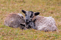 Black Welsh badger-faced mountain sheep, lambs resting, Monmouthshire, Wales, UK, March