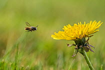 Red mason bee (Osmia bicornis), male bee visiting Dandelion (Taraxacum officinale). Monmouthshire, Wales, UK, March
