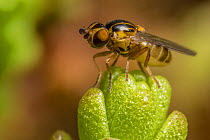 Yellow swarm fly (Thaumatomyia notata) Monmouthshire, Wales, UK, April.