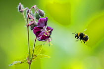 Early bumblebee worker (Bombus partorum), visiting Hardy geranium (Geranium sp.), in flight, Monmouthshire, native pollinator, Wales UK, May
