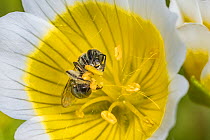 Smeathmans furrow bee (Lasioglossum smeathmanellum) harvesting Poached egg flower (Limnanthes douglasii) pollen. Monmouthshire, Wales, UK, native pollinator, May