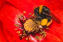 Buff-tailed bumblebee (Bombus terrestris) harvesting Oriental poppy (Papaver orientale) Monmouthshire, Wales, UK, May.