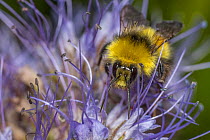Early Bumblebee (Bombus partorum), male bee with characteristic yellow face, harvesting Lacy Phacelia (Phacelia tanacetifolia), aka Blue Tansy, Purple Tansy, Monmouthshire, Wales, UK, native pollinato...