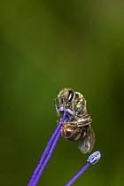 Smeathmans Furrow Bee (Lasioglossum smeathmanellum) harvesting Lacy Phacelia (Phacelia tanacetifolia), aka Blue Tansy, Purple Tansy, Monmouthshire, Wales, UK, native pollinator, May