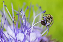 Smeathmans Furrow Bee (Lasioglossum smeathmanellum) harvesting Lacy Phacelia (Phacelia tanacetifolia), Monmouthshire, Wales, UK, native pollinator, May
