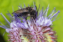 Mourning bee (Melecta albifrons) a kleptoparasite of the Hairy-footed flower bee (Anthophora plumipes), harvesting Lacy phacelia (Phacelia tanacetifolia), Monmouthshire, Wales, UK, May