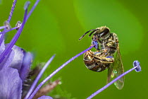 Smeathmans furrow bee (Lasioglossum smeathmanellum) harvesting Lacy phacelia (Phacelia tanacetifolia) pollen, Monmouthshire, Wales, UK, May