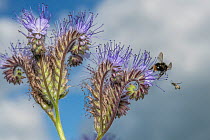 Early bumblebee (Bombus partorum), feeding on pollen from anthers, faces off with Smeathmans furrow bee (Lasioglossum smeathmanellum) harvesting Lacy phacelia (Phacelia tanacetifolia),, Monmouthshire,...