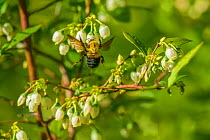 Brown-belted bumblebee (Bombus griseocollis), pollinating cultivated Northern hughbush blueberry (Vaccinium corymbosum), Wisconsin USA, May .