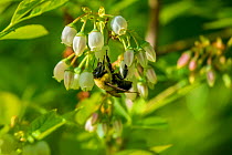Brown-belted bumblebee (Bombus griseocollis), pollinating cultivated Northern hughbush blueberry (Vaccinium corymbosum), Wisconsin USA, May.