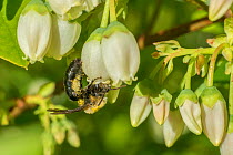 Mining Bee (Andrena sp.) pollinating cultivated Northern hughbush blueberry (Vaccinium corymbosum), Wisconsin USA, May.