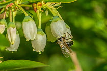 Mining Bee (Andrena sp.) pollinating cultivated Northern hughbush blueberry (Vaccinium corymbosum), Wisconsin USA, May.